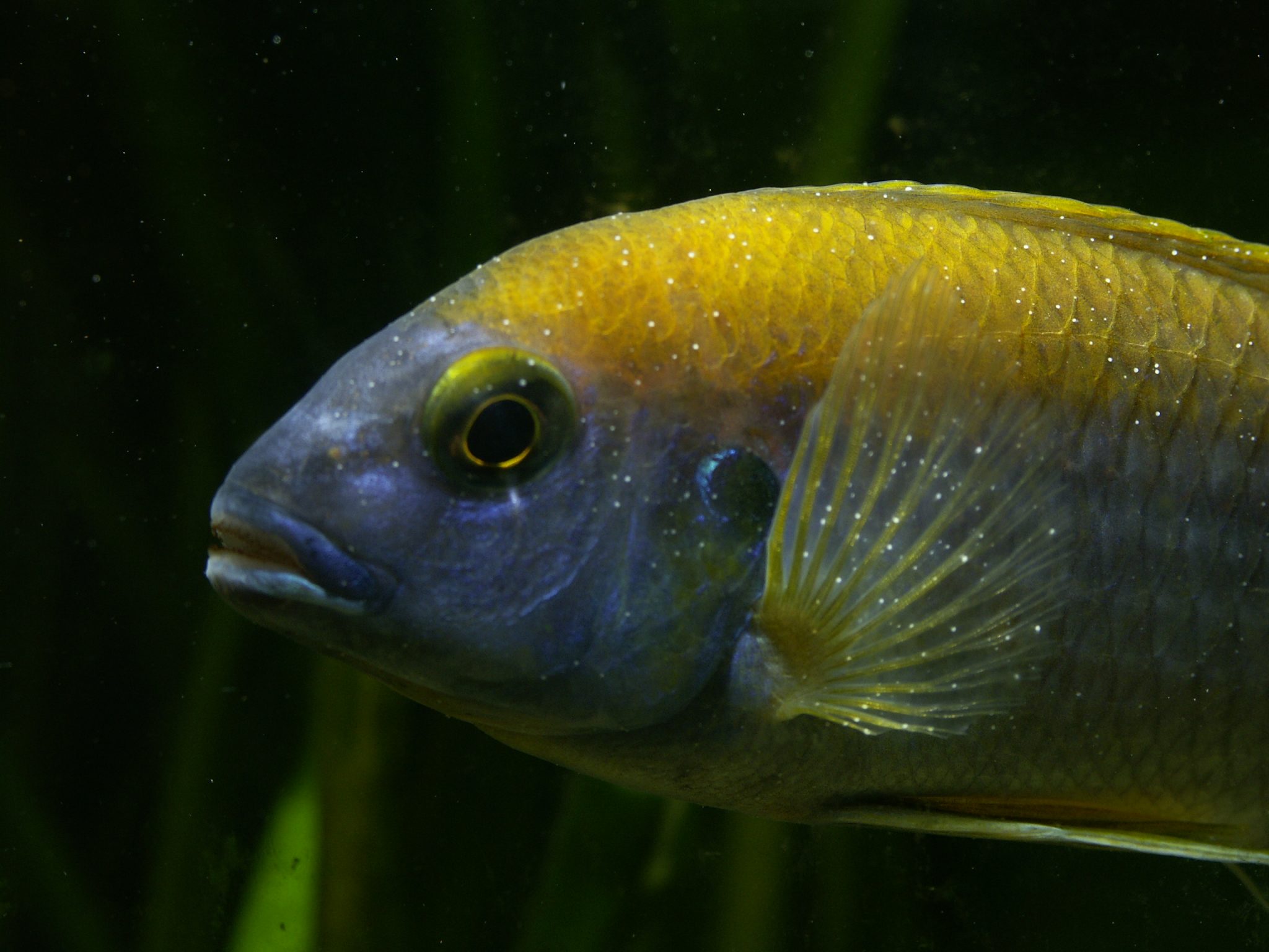 Aquarienfisch mit sichtbaren weißen Punkten auf der Haut